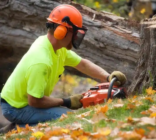 tree services South Valley